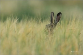 <p>ZAJÍC POLNÍ (Lepus europaeus) dolní Rakousko --- /European hare - Feldhase/</p>