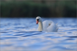 <p>LABUŤ VELKÁ (Cygnus olor) Českolipsko /Mute swan - Höckerschwan/</p>