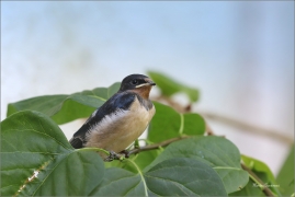<p>VLAŠTOVKA OBECNÁ (Hirundo rustica) /Barn swallow – Rauchschwalbe/</p>