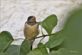 <p>VLAŠTOVKA OBECNÁ (Hirundo rustica) /Barn swallow – Rauchschwalbe/</p>