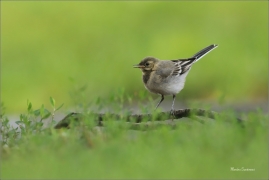 <p>KONIPAS BÍLÝ (Motacilla alba) /White wagtail - Bachstelze/</p>