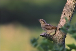 <p>KRUTIHLAV OBECNÝ (Jynx torquilla) - jižní Morava ----/Eurasian wryneck - Wendehals/</p>