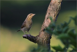 <p>KRUTIHLAV OBECNÝ (Jynx torquilla) - jižní Morava ----/Eurasian wryneck - Wendehals/</p>