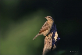 <p>KRUTIHLAV OBECNÝ (Jynx torquilla) - jižní Morava ----/Eurasian wryneck - Wendehals/</p>