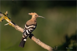 <p>DUDEK CHOCHOLATÝ (Upupa epops) - jižní Morava ---- /Eurasian hoopoe - Wiedehopf/</p>
