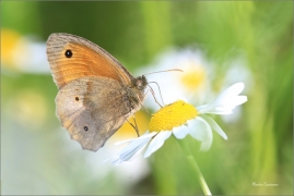 <p>OKÁČ LUČNÍ (Maniola jurtina) -----/Meadow brown butterfly - Großes Ochsenauge/</p>