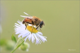 <p>PESTŘENKA TRUBCOVÁ (Eristalis tenax) ---- /Drone fly - Mistbiene/</p>
