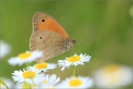 <p>OKÁČ LUČNÍ (Maniola jurtina) -----/Meadow brown butterfly - Großes Ochsenauge/</p>