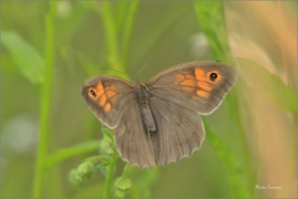 <p>OKÁČ LUČNÍ (Maniola jurtina) -----/Meadow brown butterfly - Großes Ochsenauge/</p>