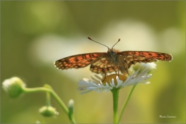 <p>HNĚDÁSEK JITROCELOVÝ (Melitaea athalia)Jižní Morava-Zlínsko ----- /Heath fritillary - Wachtelweizen-Scheckenfalter/</p>