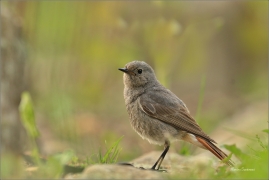 <p>REHEK DOMÁCÍ ( Phoenicurus ochruros) ----- /Black redstart - Hausrotschwanz/</p>
