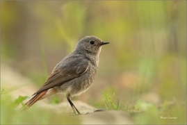 <p>REHEK DOMÁCÍ (Phoenicurus ochruros) /Black redstart - Hausrotschwanz/</p>