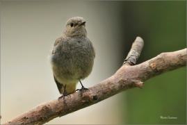 <p>REHEK DOMÁCÍ (Phoenicurus ochruros) /Black redstart - Hausrotschwanz/</p>