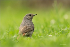 <p>REHEK DOMÁCÍ (Phoenicurus ochruros) /Black redstart - Hausrotschwanz/</p>