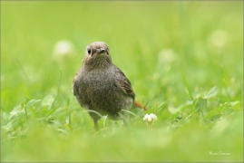 <p>REHEK DOMÁCÍ (Phoenicurus ochruros) /Black redstart - Hausrotschwanz/</p>