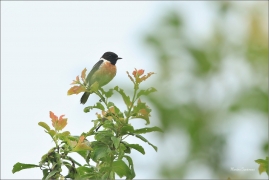<p>BRAMBORNÍČEK ČERNOHLAVÝ (Saxicola torquata) Bílé Karpaty ------- /African stonechat – Schwarzkehlchen/</p>