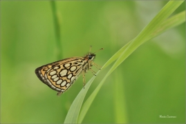 <p>SOUMRAČNÍK ČERNOHNĚDÝ (Heteropterus morpheus) - Morava. Zlínsko ----- /Large chequered skipper - Spiegelfleck-Dickkopffalter/</p>