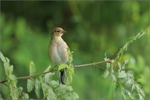 <p>PĚNKAVA OBECNÁ - (Fringilla coelebs) ---- /Chaffinch - Buchfink/</p>