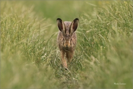 <p>ZAJÍC POLNÍ (Lepus europaeus) jižní Morava --- /European hare - Feldhase/</p>