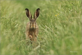 <p>ZAJÍC POLNÍ (Lepus europaeus) jižní Morava --- /European hare - Feldhase/</p>