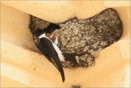 <p>JIŘIČKA OBECNÁ (Delichon urbica) /Common house martin – Mehlschwalbe/</p>
