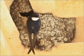 <p>JIŘIČKA OBECNÁ (Delichon urbica) /Common house martin – Mehlschwalbe/</p>