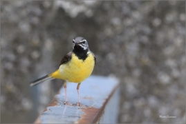 <p>KONIPAS HORSKÝ (Motacilla cinerea) /Grey wagtail - Gebürgsstelze/</p>