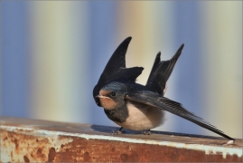 <p>VLAŠTOVKA OBECNÁ (Hirundo rustica) /Barn swallow – Rauchschwalbe/</p>