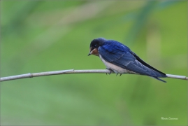 <p>VLAŠTOVKA OBECNÁ (Hirundo rustica) /Barn swallow – Rauchschwalbe/</p>