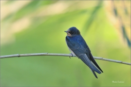 <p>VLAŠTOVKA OBECNÁ (Hirundo rustica) - jižní Morava --- /Barn swallow - Rauchschwalbe/</p>