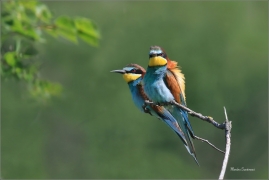 <p>VLHA PESTRÁ (Merops apiaster) jižní Morava ----- /European bee-eater - Bienenfresser/</p>