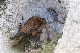 <p>POŠTOLKA OBECNÁ (Falco tinnunculus) /Common kestrel - Turmfalke/</p>