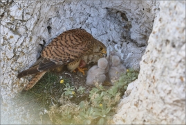 <p>POŠTOLKA OBECNÁ (Falco tinnunculus) /Common kestrel - Turmfalke/</p>