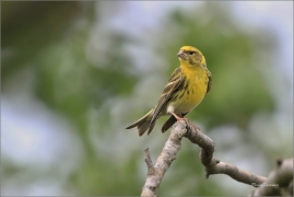 <p>ZVONOHLÍK ZAHRADNÍ (Serinus serinus) - jižní Morava --- /European serin - Girlitz/</p>