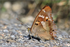 <p>BATOLEC ČERVENÝ (Apatura ilia) jižní Morava ----- /Lesser purple emperor - Kleiner Schillerfalter/</p>