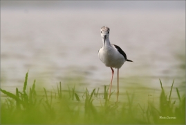 <p>PISILA ČÁPONOHÁ (Himantopus himantopus) jižní Morava ---- /Black-winged stilt - Stelzenläufer/</p>