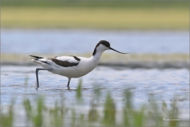 <p>TENKOZOBEC OPAČNÝ (Recurvirostra avosetta) jižní Morava ---- /Pied avocet - Säbelschnäbler/</p>