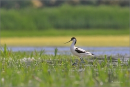 <p>TENKOZOBEC OPAČNÝ (Recurvirostra avosetta) jižní Morava ---- /Pied avocet - Säbelschnäbler/
</p>