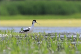 <p>TENKOZOBEC OPAČNÝ (Recurvirostra avosetta) jižní Morava ---- /Pied avocet - Säbelschnäbler/</p>