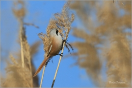<p>SÝKOŘICE VOUSATÁ ((Panurus biarmicus) - jezero Milada ---- /Bearded reedling - Bartmeise)</p>