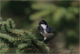 <p>SÝKORA UHELNÍČEK (Periparus ater) ---- /Coal tit - Tannenmeise/</p>