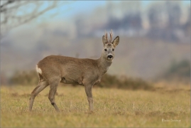 <p>SRNEC OBECNÝ (Capreolus capreolus) Šluknovsko - Jiříkov --- /European roe deer - Reh/</p>