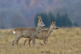 <p>SRNEC OBECNÝ (Capreolus capreolus) Šluknovsko - Jiříkov --- /European roe deer - Reh/</p>