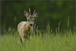 <p>SRNEC OBECNÝ (Capreolus capreolus) Šluknovsko - Valdek --- /European roe deer - Reh/</p>