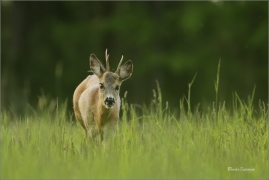 <p>SRNEC OBECNÝ (Capreolus capreolus) Šluknovsko - Valdek --- /European roe deer - Reh/</p>