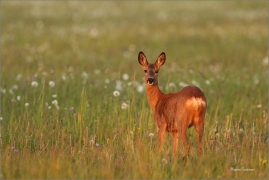 <p>SRNEC OBECNÝ (Capreolus capreolus) Šluknovsko - Království --- /European roe deer - Reh/</p>