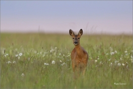 <p>SRNEC OBECNÝ (Capreolus capreolus) Šluknovsko - Království --- /European roe deer - Reh/</p>