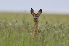 <p>SRNEC OBECNÝ (Capreolus capreolus) Šluknovsko - Království --- /European roe deer - Reh/</p>