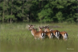 <p>DANĚK SKVRNITÝ (Dama dama) Šluknovsko - Valdek /Fallow deer - Damhirsch/</p>