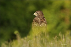 <p>KÁNĚ LESNÍ (Buteo buteo) /Common buzzard - Mäusebussard/</p>